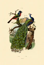 Peacock, 1833-39